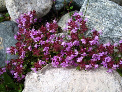 Image of Thymus baicalensis Serg.