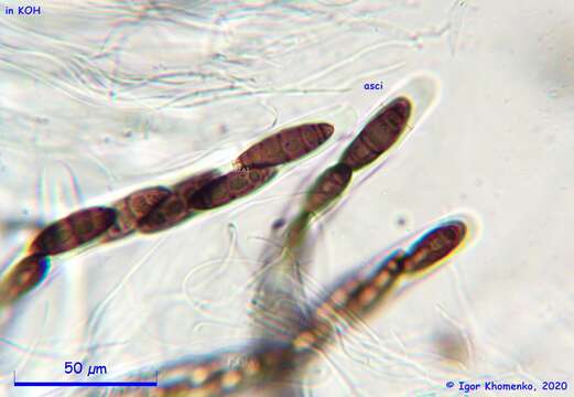 Imagem de <i>Navicella elegans</i> Fabre