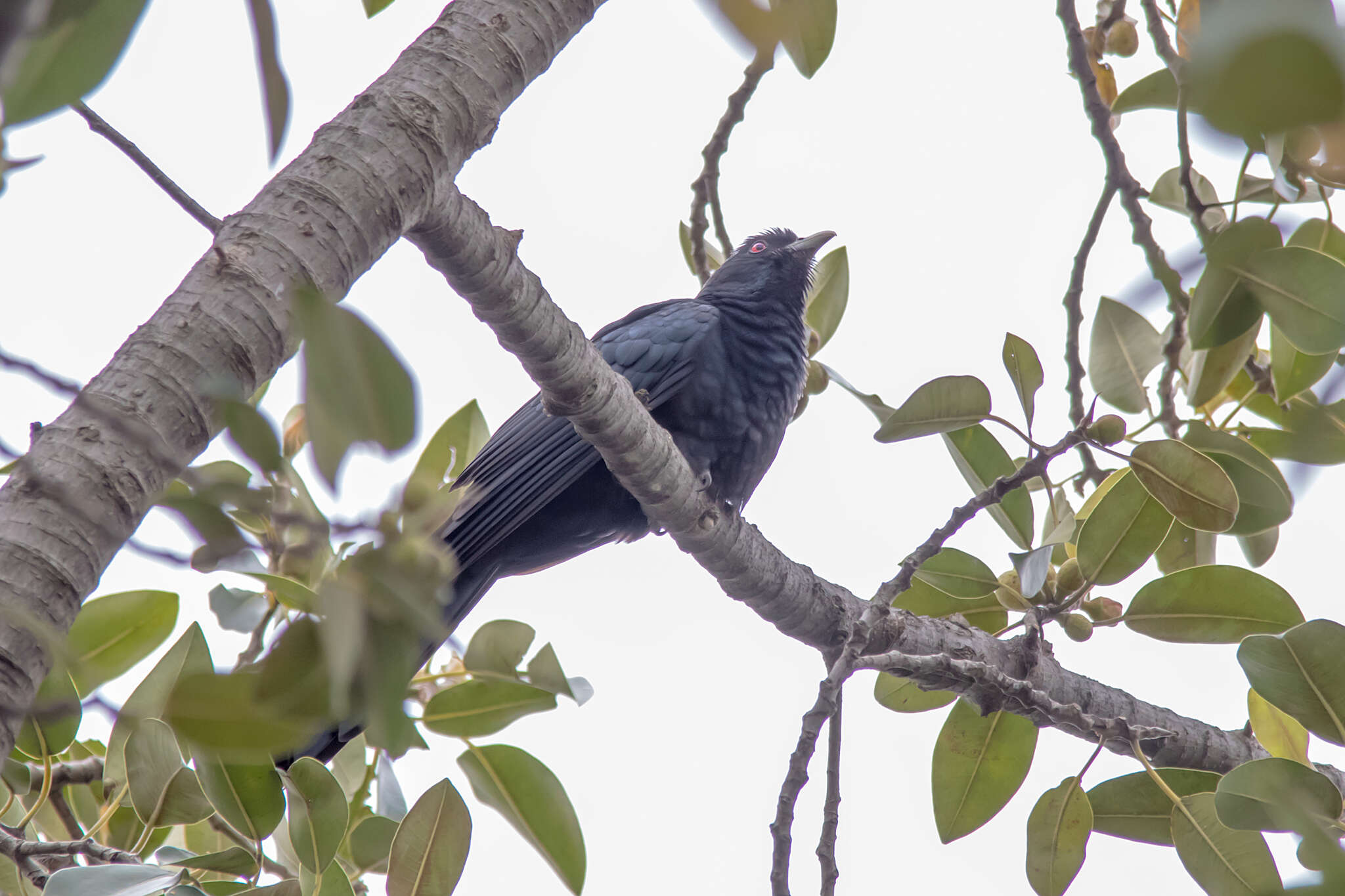 Image of Black-billed Koel