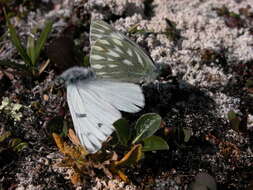 Image of Lofty Bath White