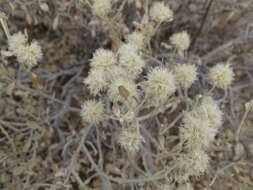 Image of Wool bush