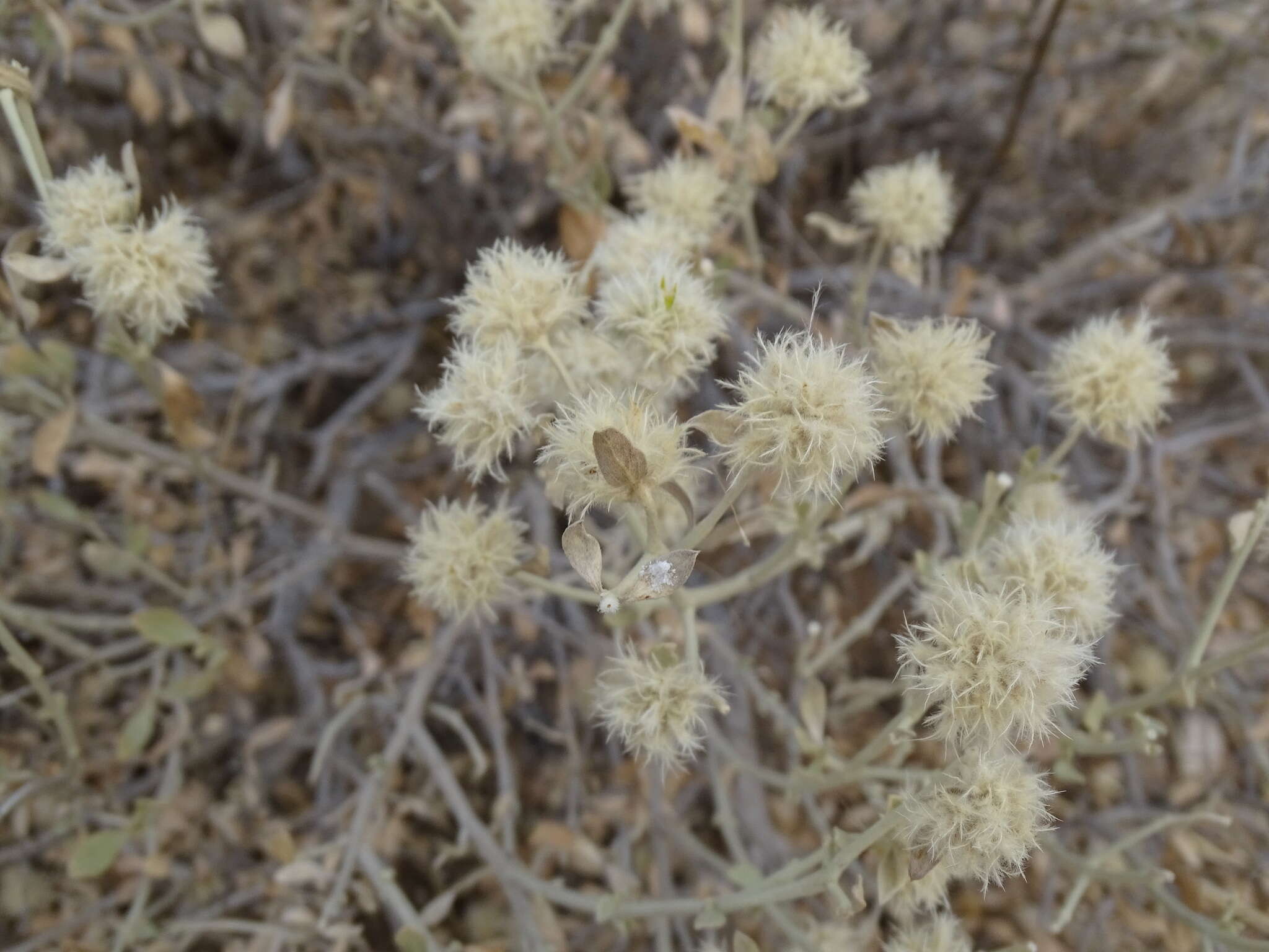 Imagem de Leucosphaera bainesii (Hook. fil.) Gilg