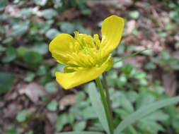 Image of Goldilocks Buttercup