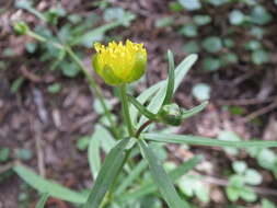 Image de Renoncule tete d'or