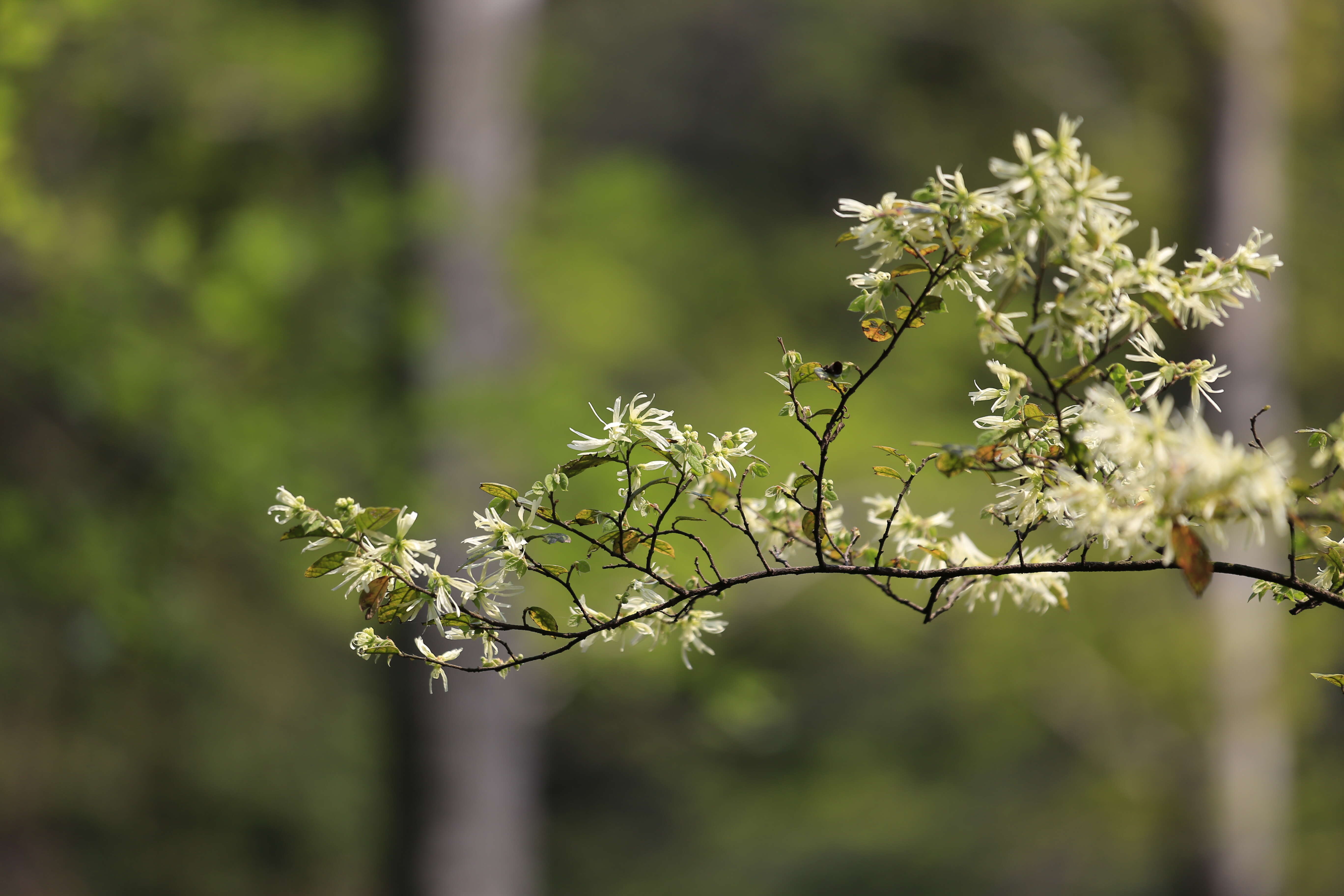 صورة Loropetalum chinense (R. Br.) Oliv.