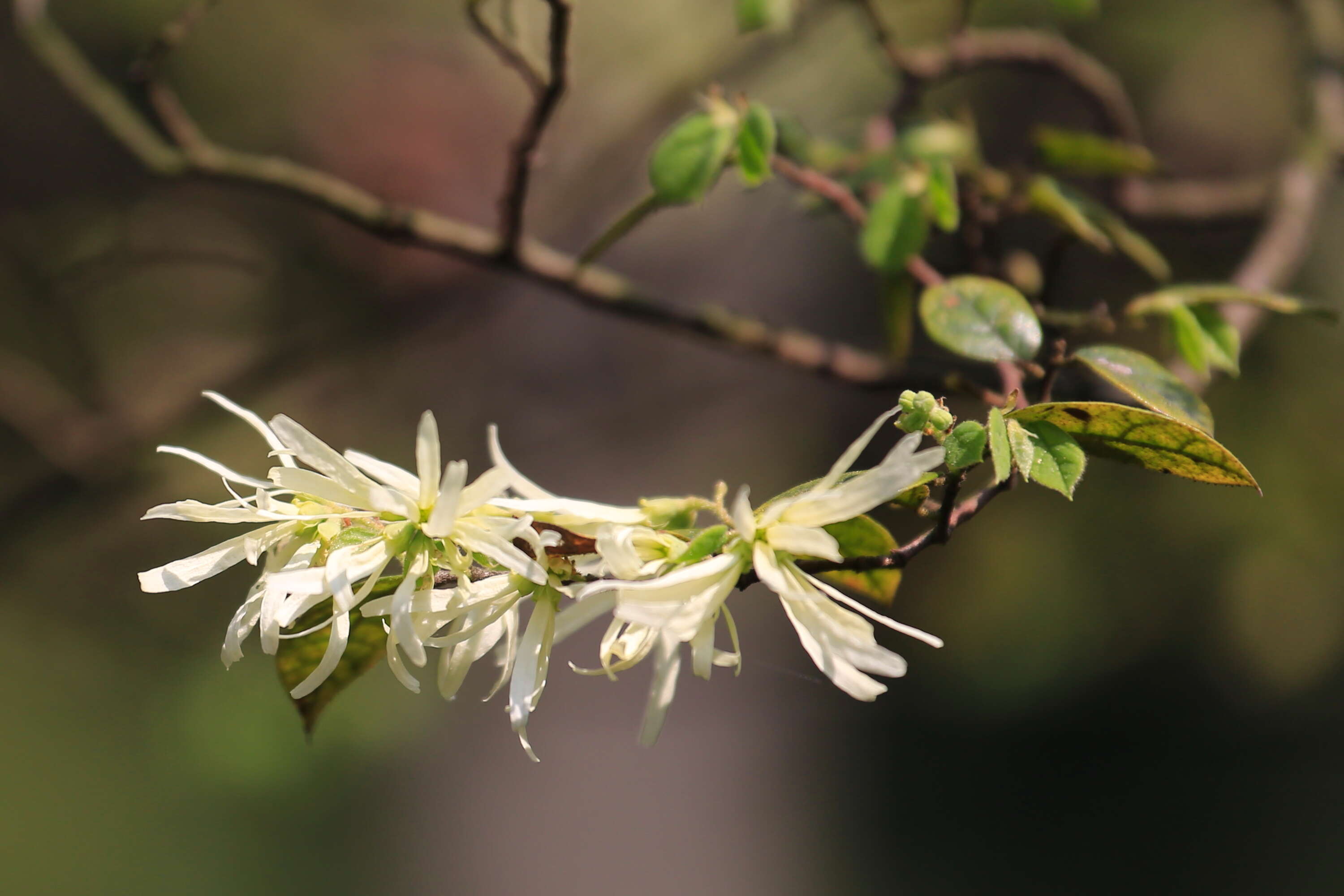 صورة Loropetalum chinense (R. Br.) Oliv.