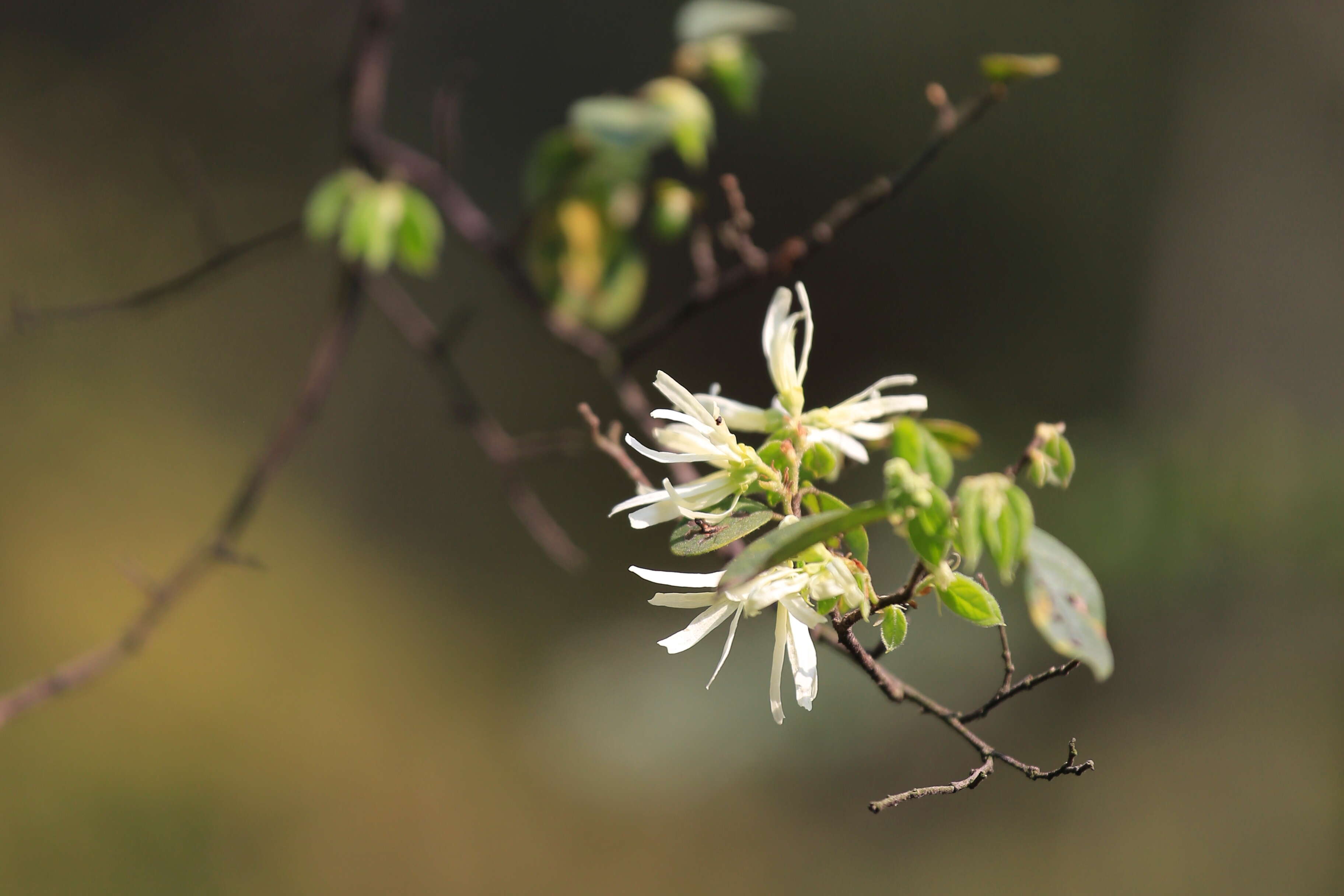 صورة Loropetalum chinense (R. Br.) Oliv.