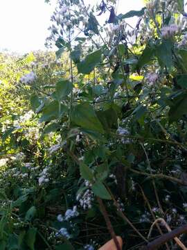 Image of Jack in the bush