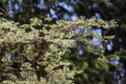 صورة Loropetalum chinense (R. Br.) Oliv.