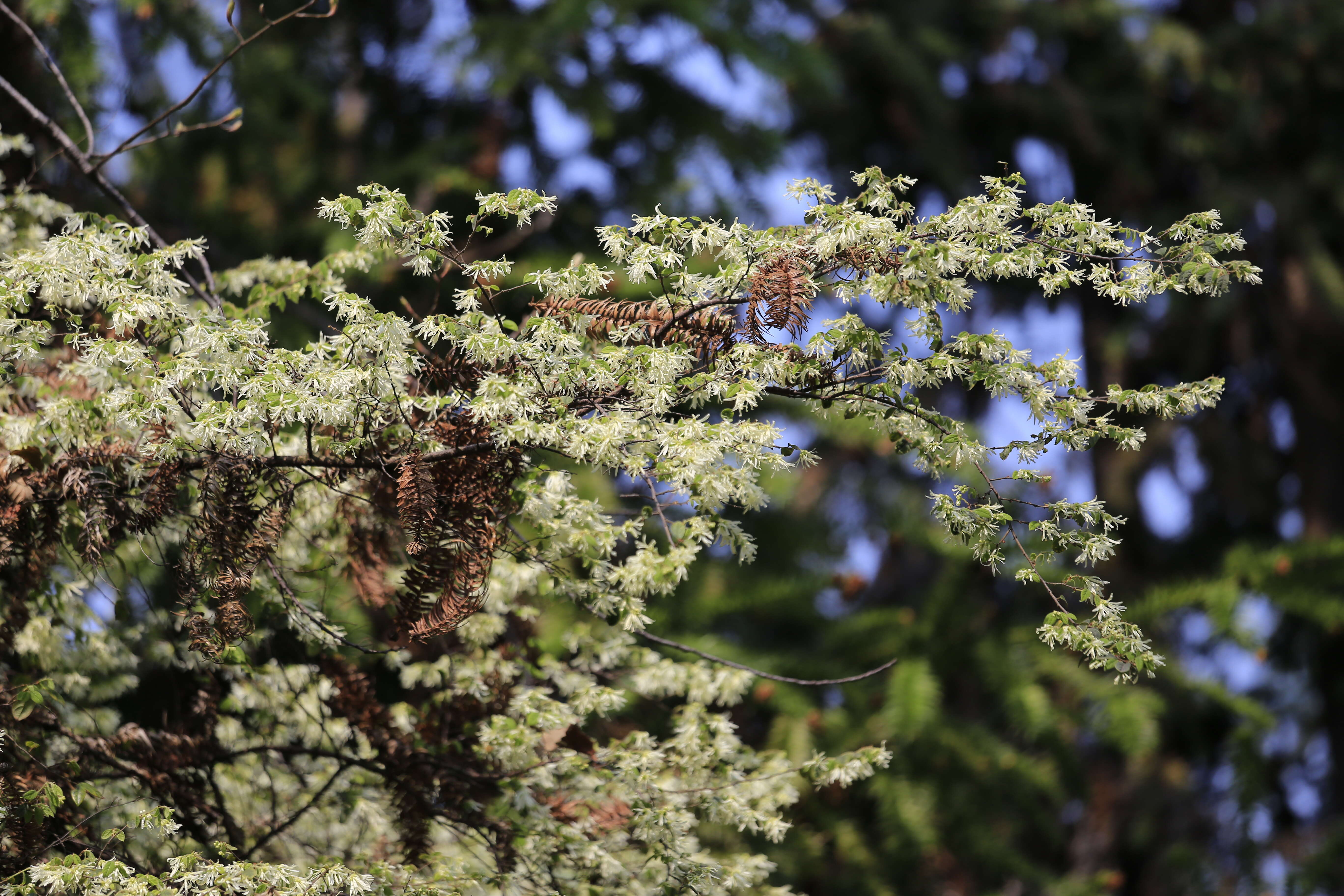 صورة Loropetalum chinense (R. Br.) Oliv.