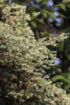 صورة Loropetalum chinense (R. Br.) Oliv.