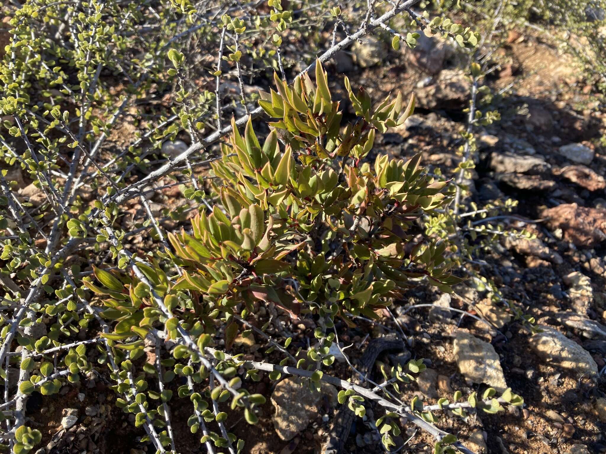 Image of Berberis claireae R. Moran