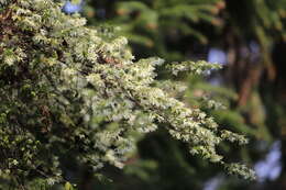 صورة Loropetalum chinense (R. Br.) Oliv.