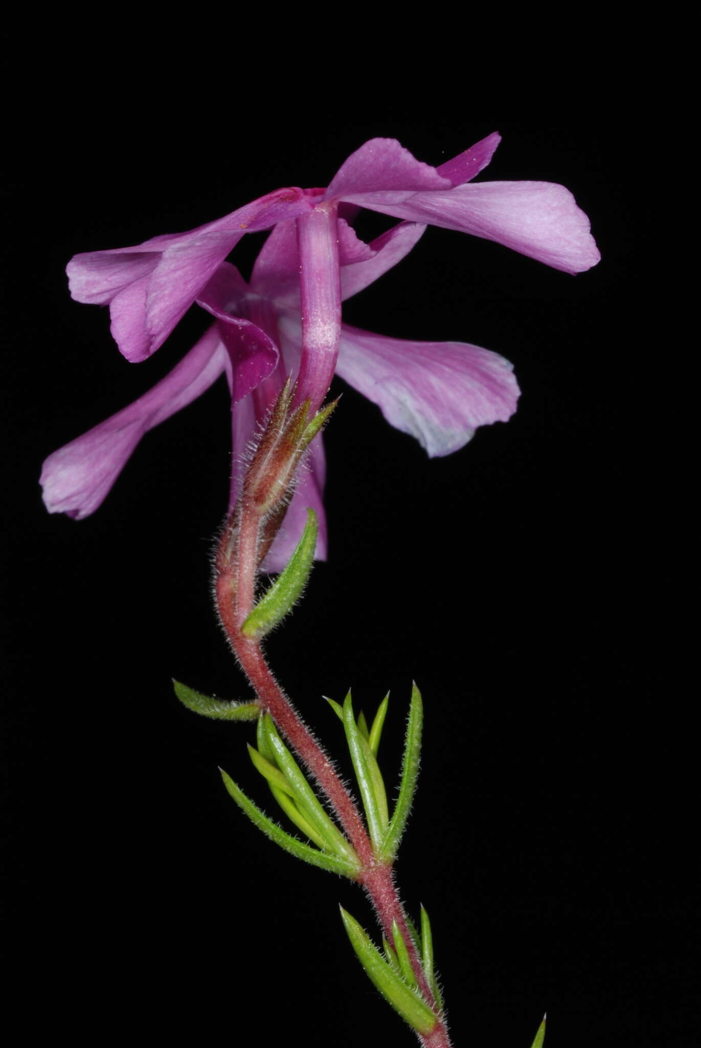 Image of trailing phlox