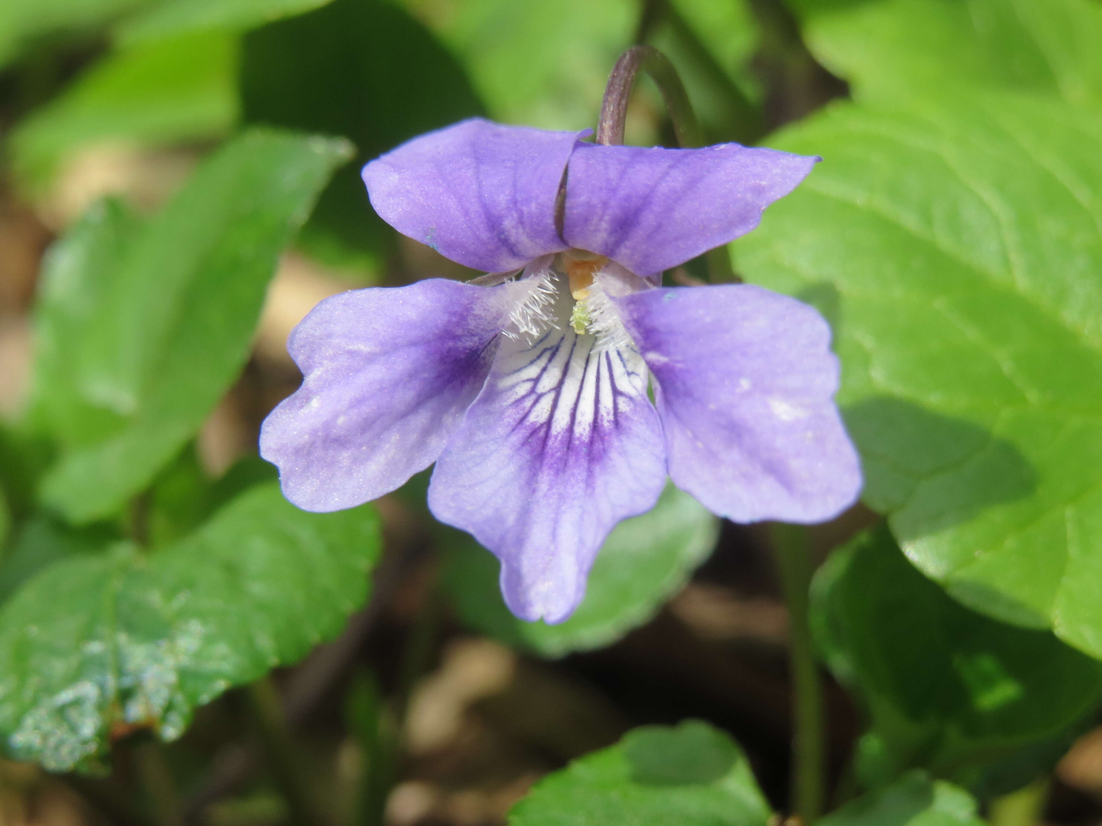 Image of common dog-violet