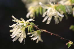 صورة Loropetalum chinense (R. Br.) Oliv.