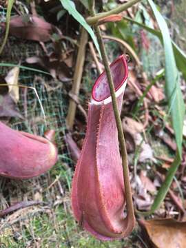 Image of Nepenthes albomarginata T. Lobb ex Lindl.