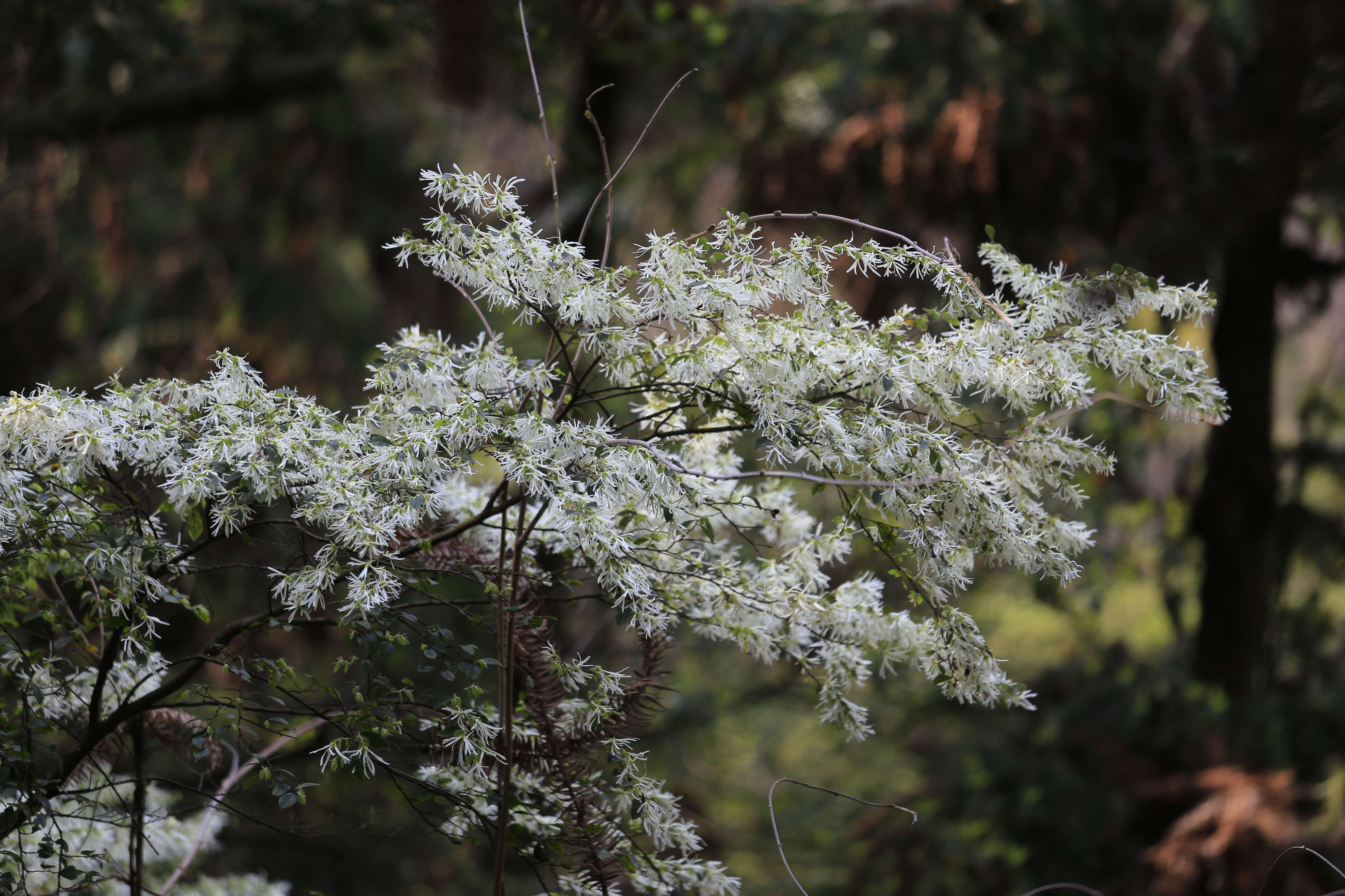 صورة Loropetalum chinense (R. Br.) Oliv.