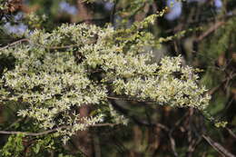 صورة Loropetalum chinense (R. Br.) Oliv.