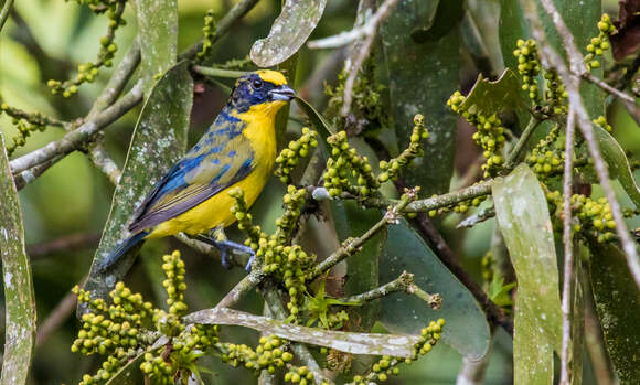 Euphonia laniirostris crassirostris Sclater & PL 1857的圖片