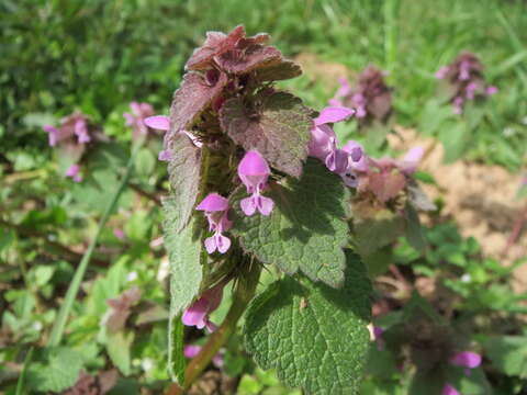 Image of purple archangel