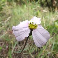 Image of Tridax angustifolia Spruce ex Benth. & Hook. fil.