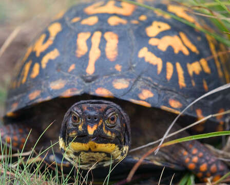 Image of American Box Turtle