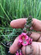 Image of Diascia purpurea N. E. Br.