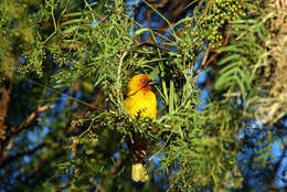 Image of Cape Weaver