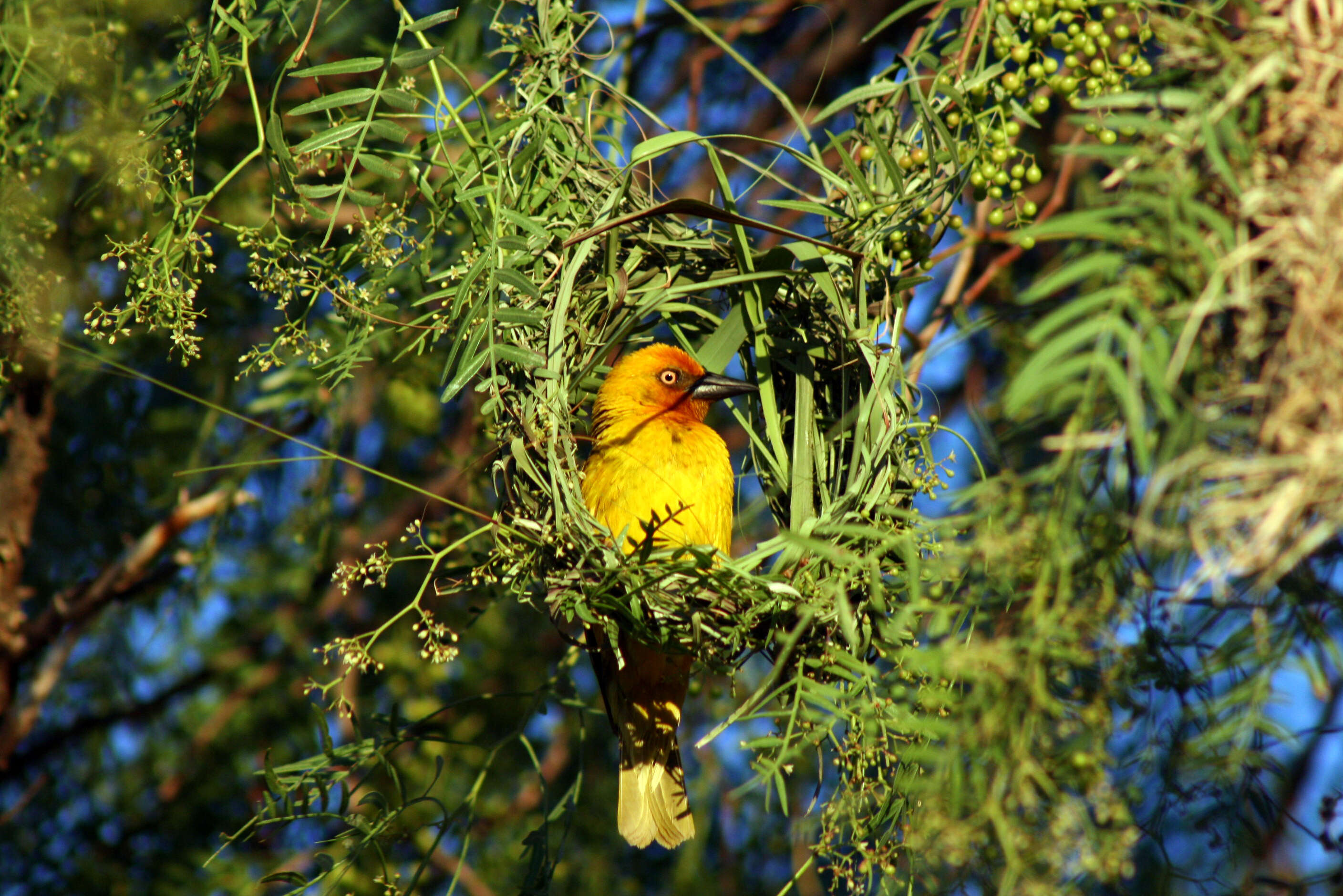 Image of Cape Weaver