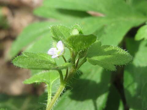 Image of ivy-leaved speedwell