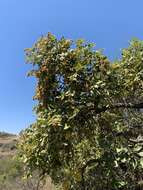 Image of Mobola plum