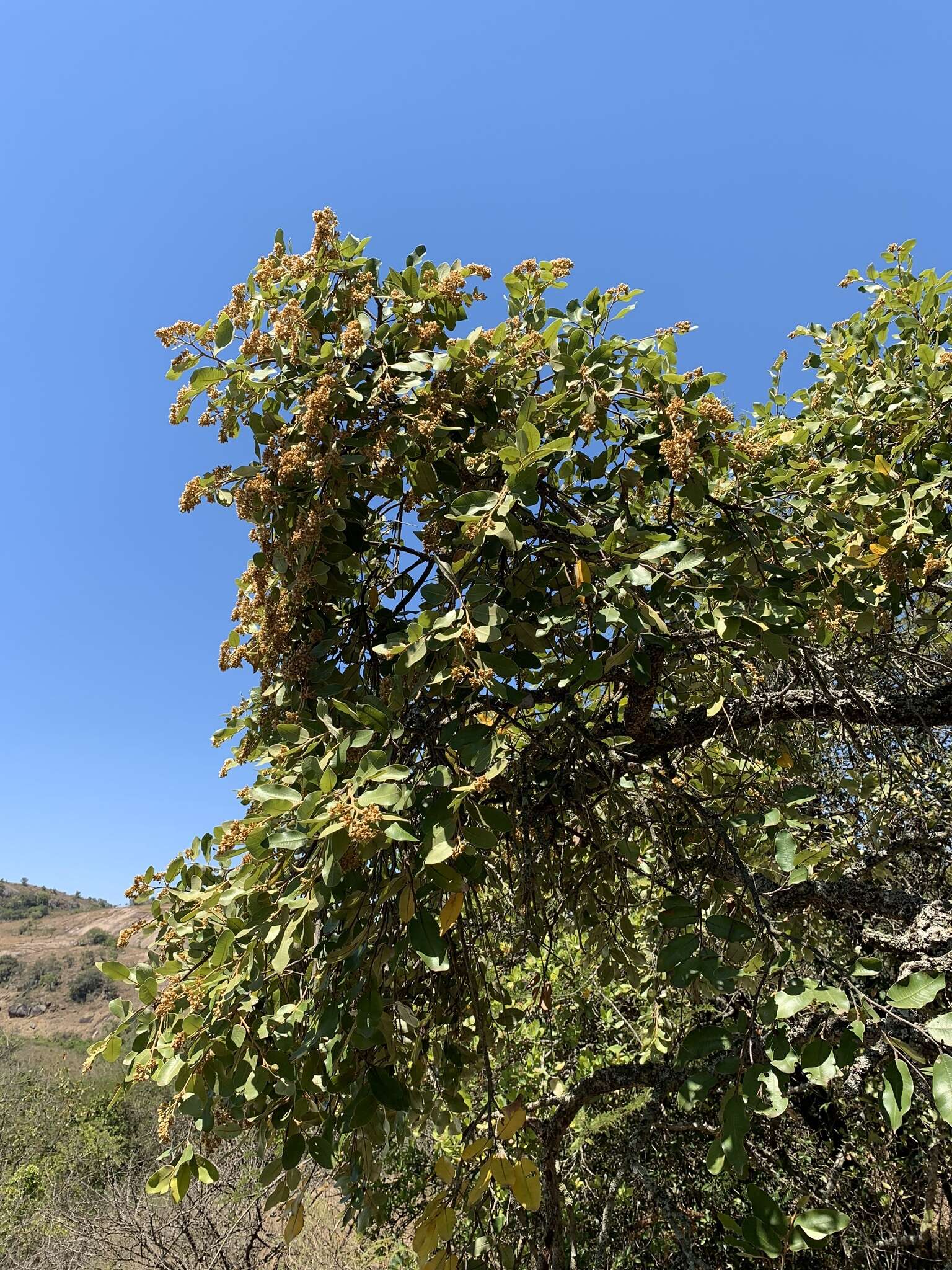 Image of Mobola plum