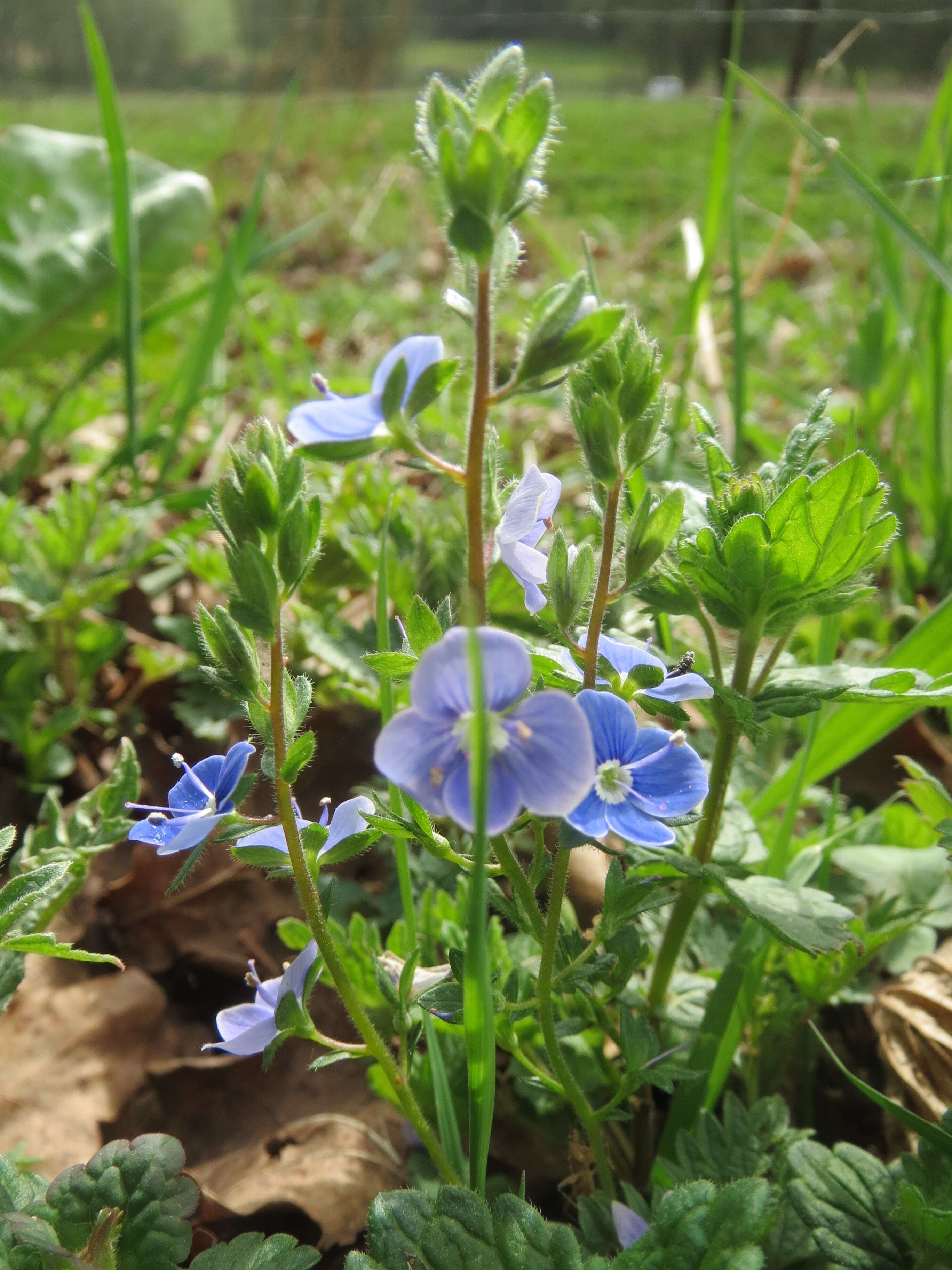 Image of bird's-eye speedwell