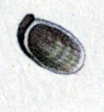 Image of <i>Stomatella impertusa</i> (Burrow 1815)