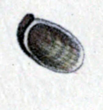 Image of Stomatella impertusa (Burrow 1815)