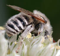 Image of Melissodes tristis Cockerell 1894