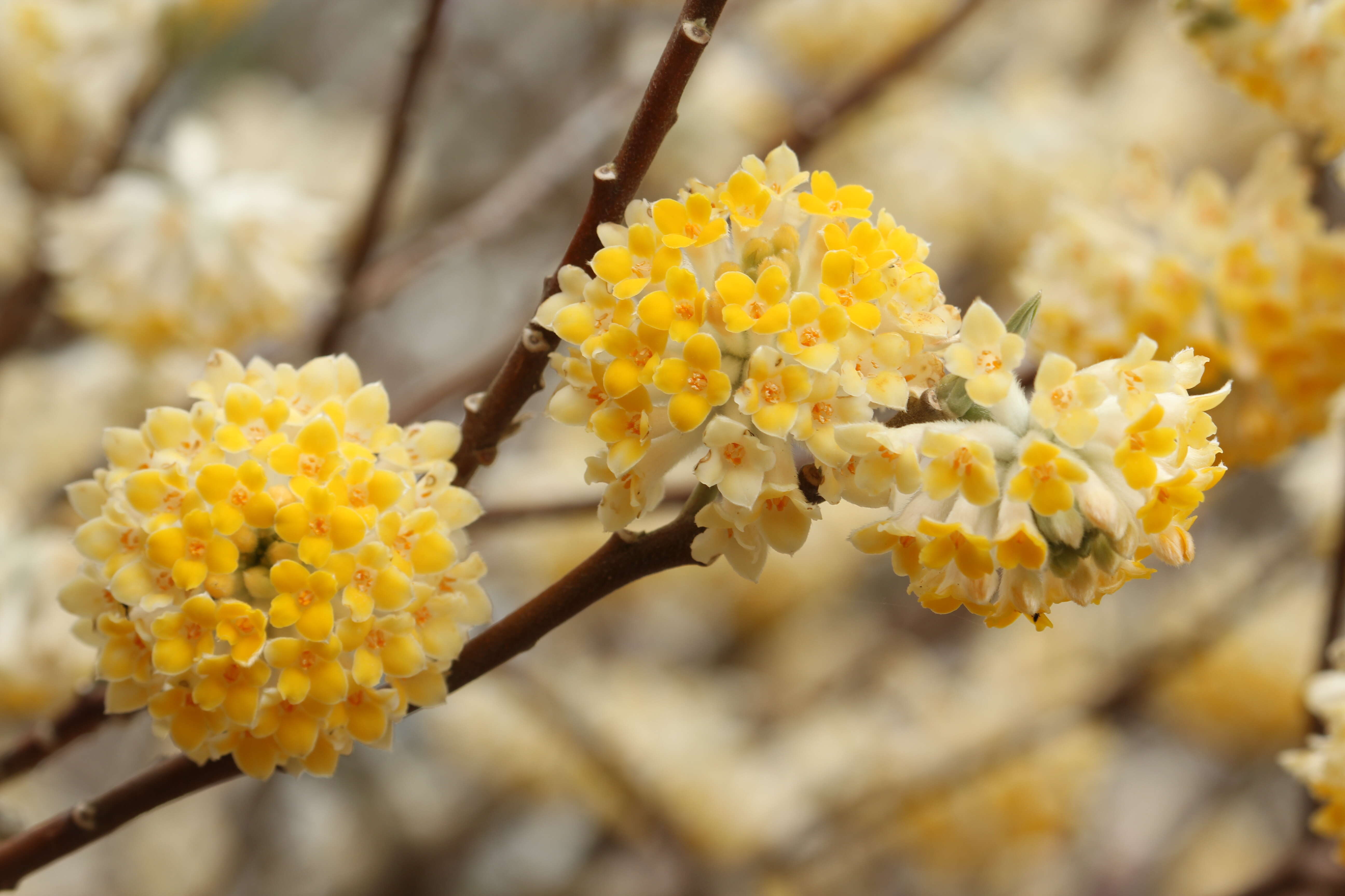 Image of Oriental paperbush