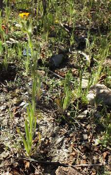 Image of Menzies' fiddleneck