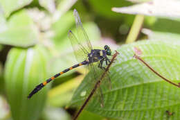 Imagem de Macrogomphus quadratus Selys 1878