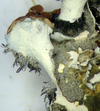 Image of Erioderma leylandii (Taylor) Müll. Arg.