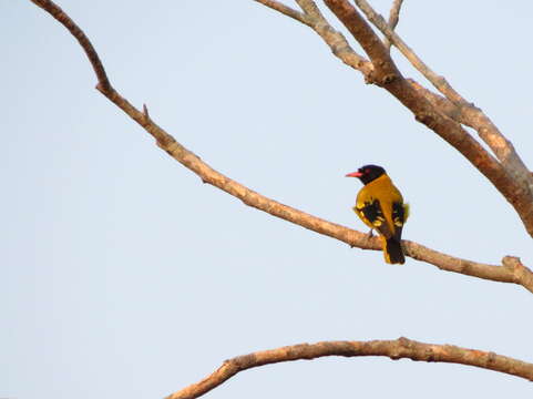 Image of Black-hooded Oriole