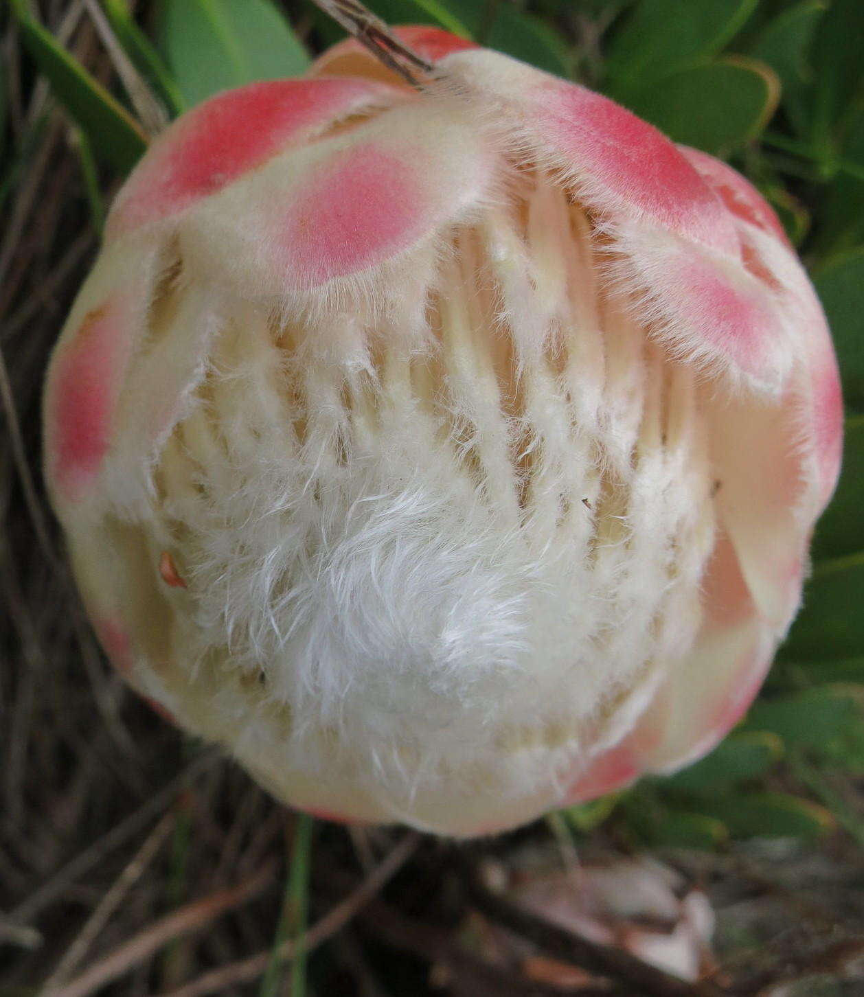 Image of Protea venusta Compton