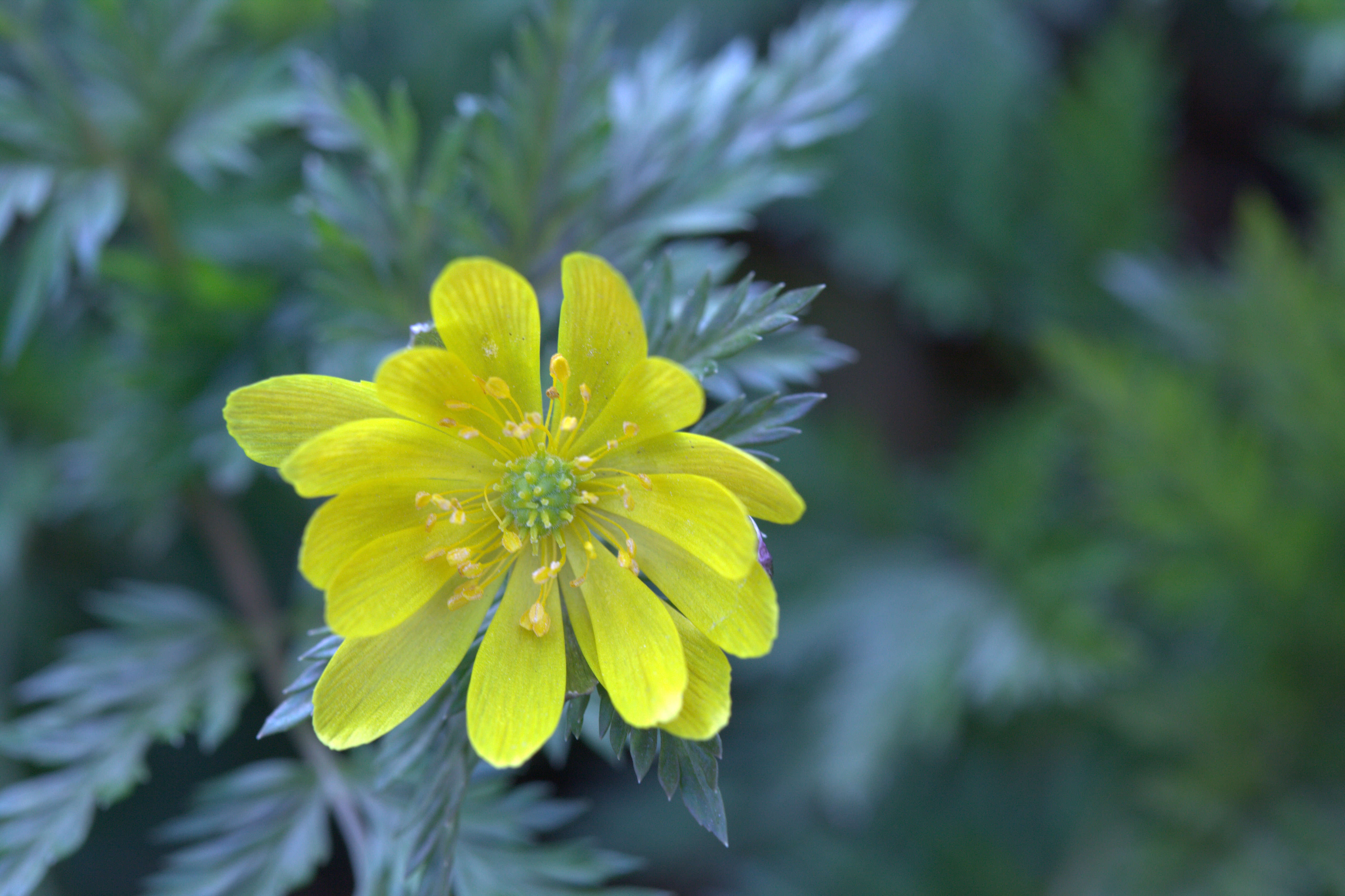 Image of Amur adonis