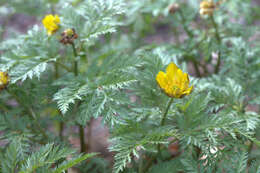 Image of Amur adonis