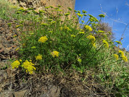 Imagem de Pteryxia terebinthina (Hook.) Coult. & Rose