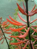 Image de Erythrina americana Mill.