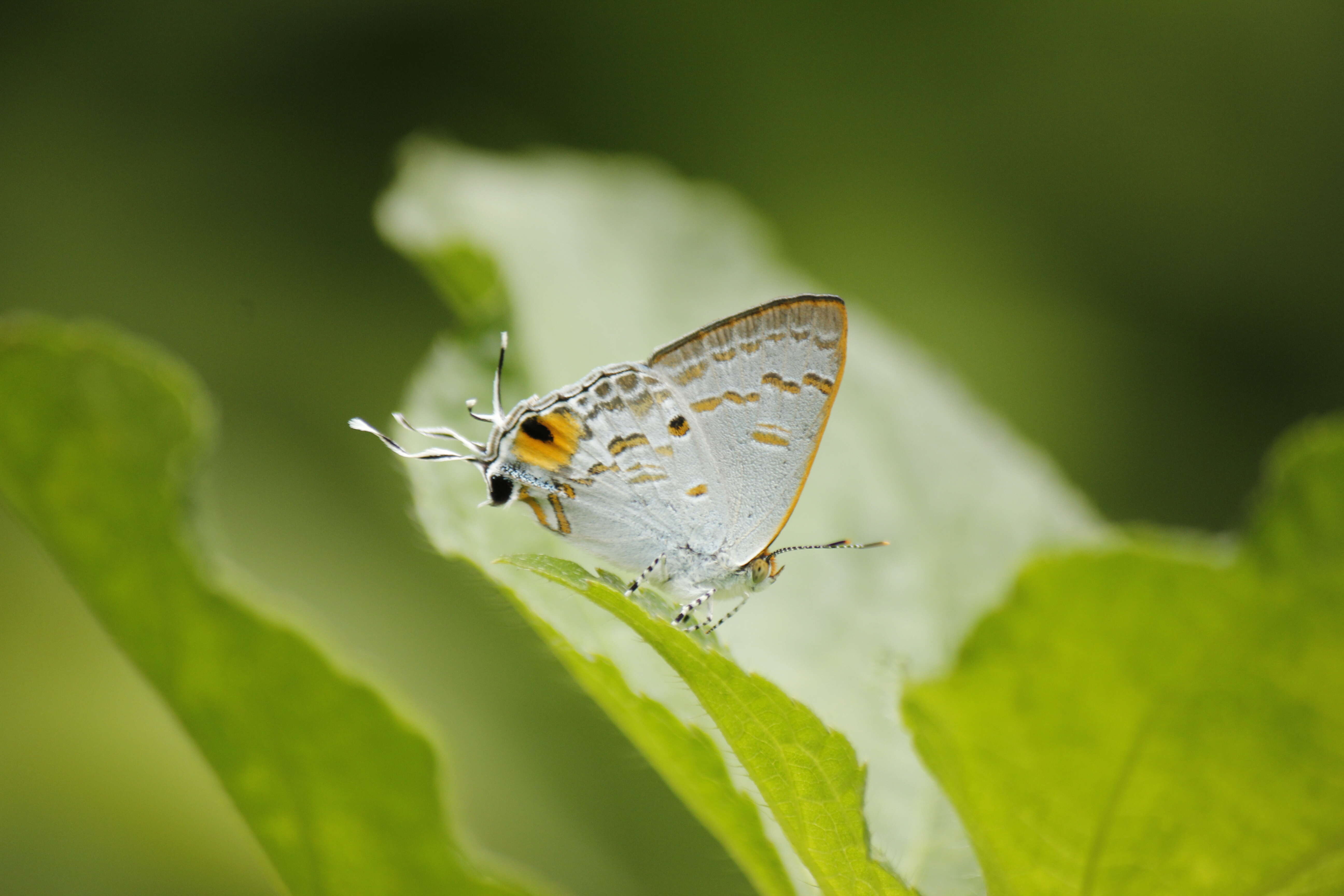 Image of Hypolycaena sipylus Felder 1860