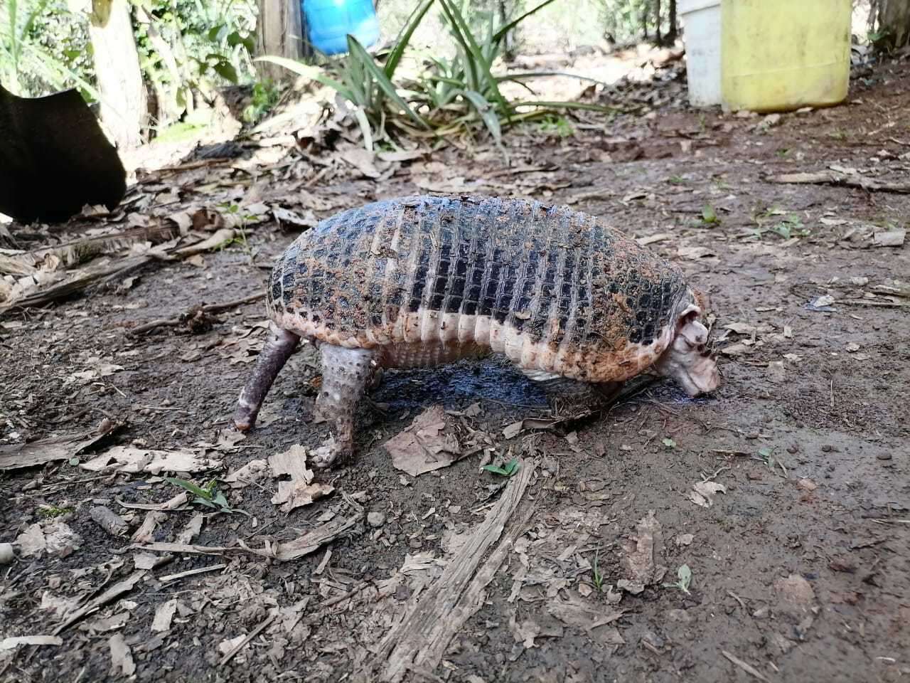 Image of naked-tailed armadillos