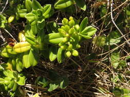 Image of Veronica elliptica G. Forster